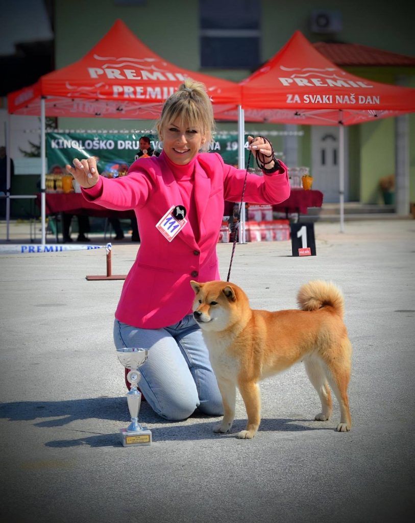 Shiba Inu – Bellissimi cuccioli