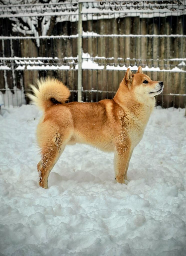 Shiba Inu – Bellissimi cuccioli