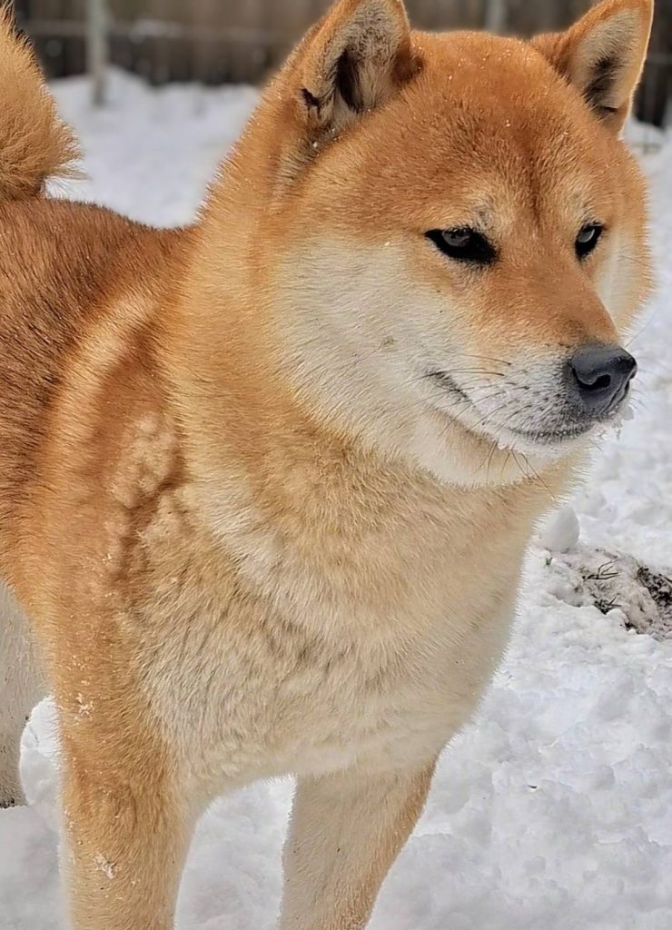 Shiba Inu – Bellissimi cuccioli