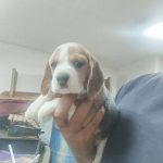 Beagle – Bellissimi Cuccioli