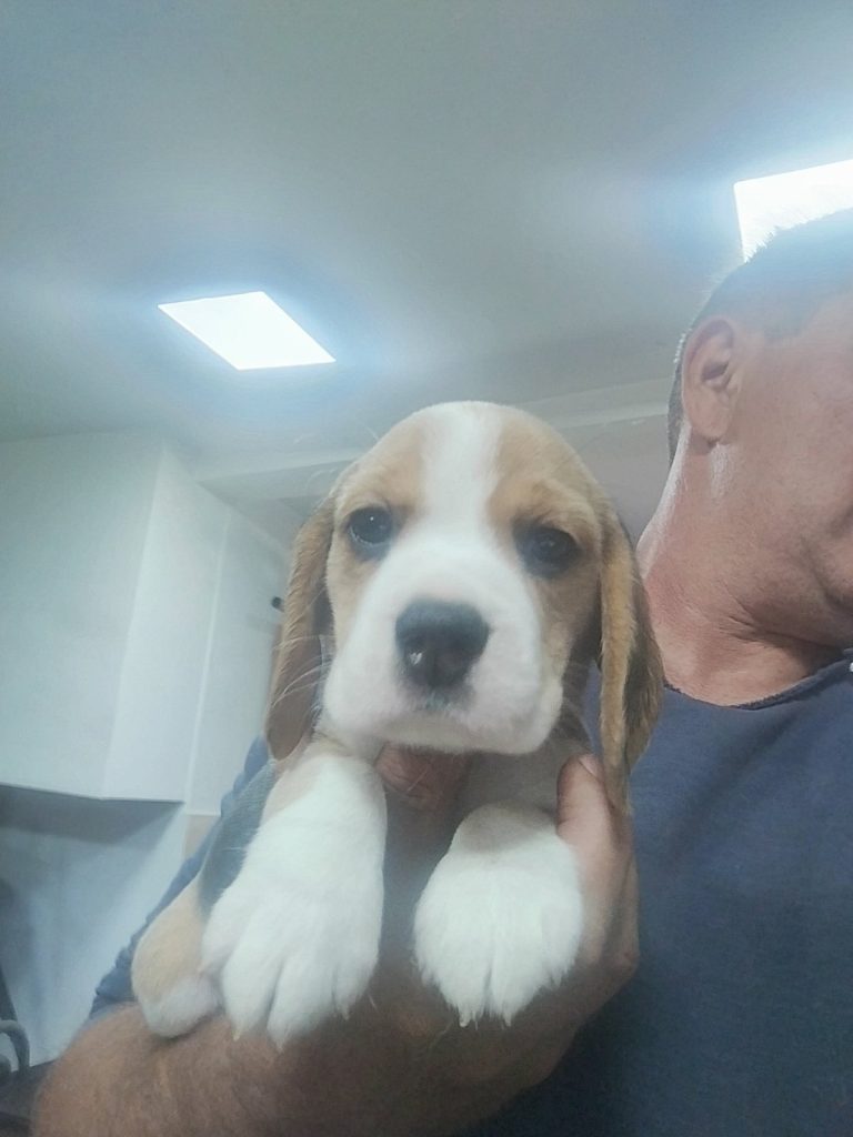 Beagle – Bellissimi Cuccioli