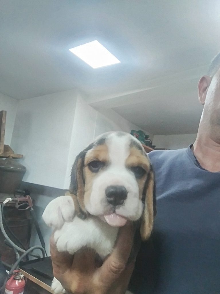 Beagle – Bellissimi Cuccioli