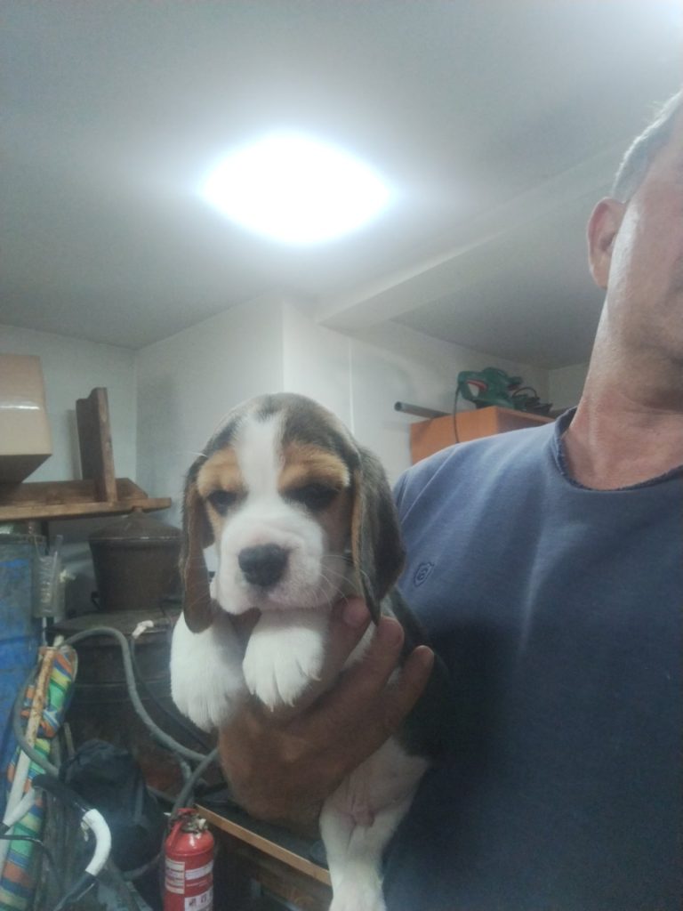 Beagle – Bellissimi Cuccioli