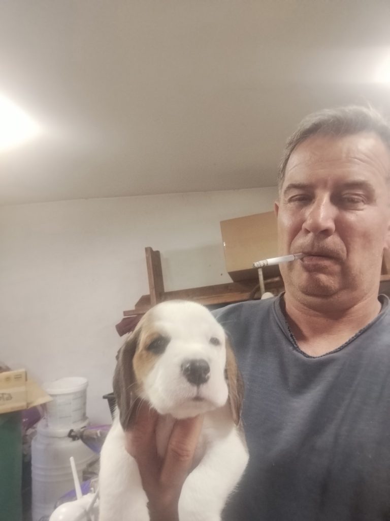 Beagle – Bellissimi Cuccioli
