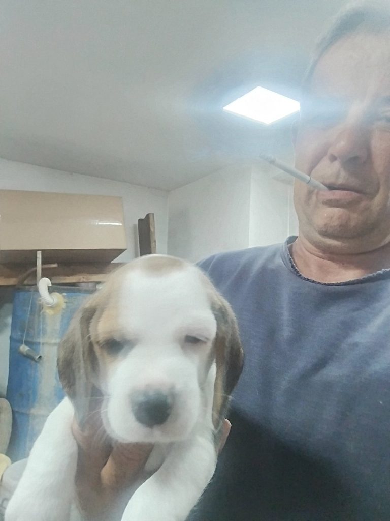 Beagle – Bellissimi Cuccioli