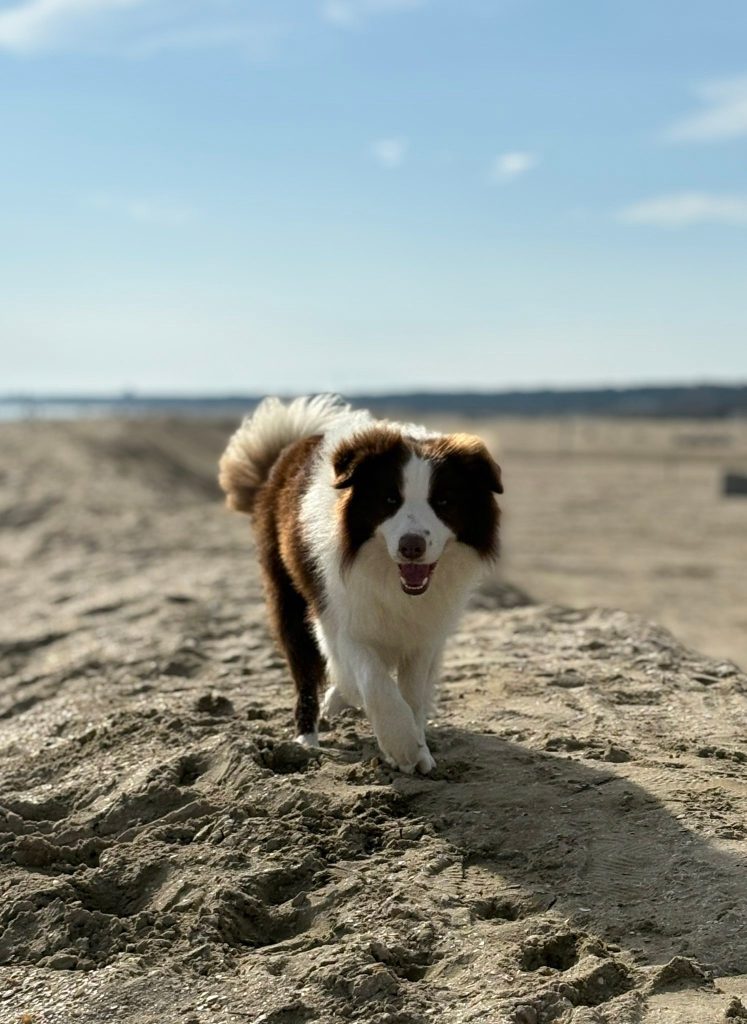 Border Collie - Cuccioli da expo