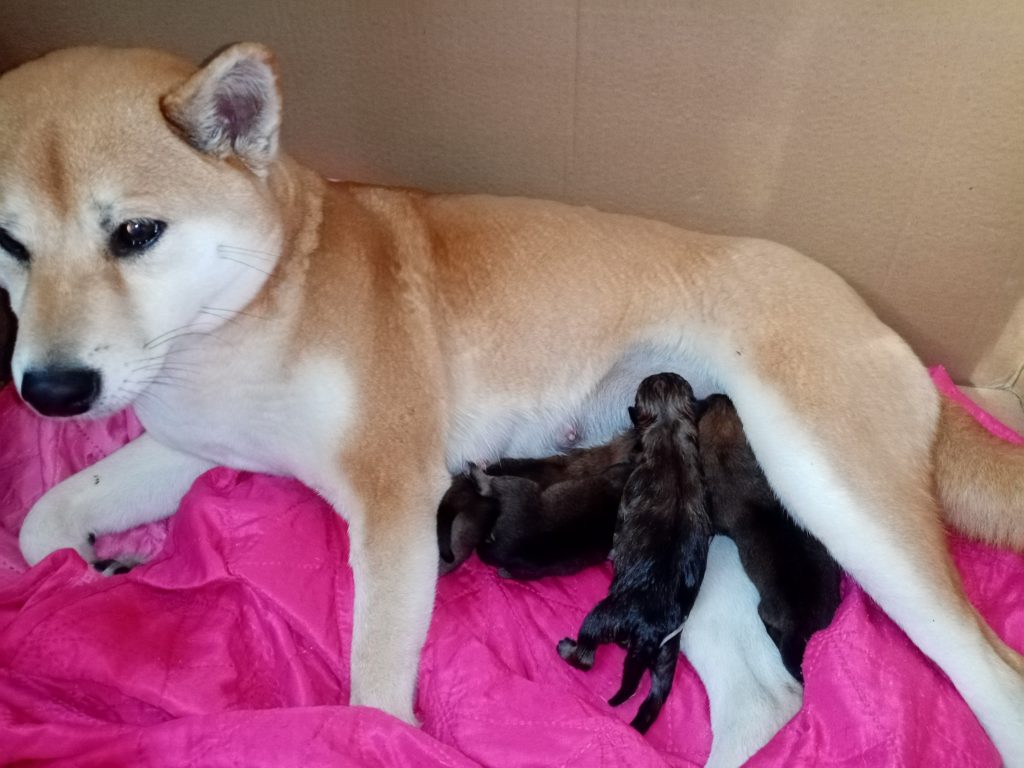 Shiba Inu Milano