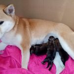 Shiba Inu Milano
