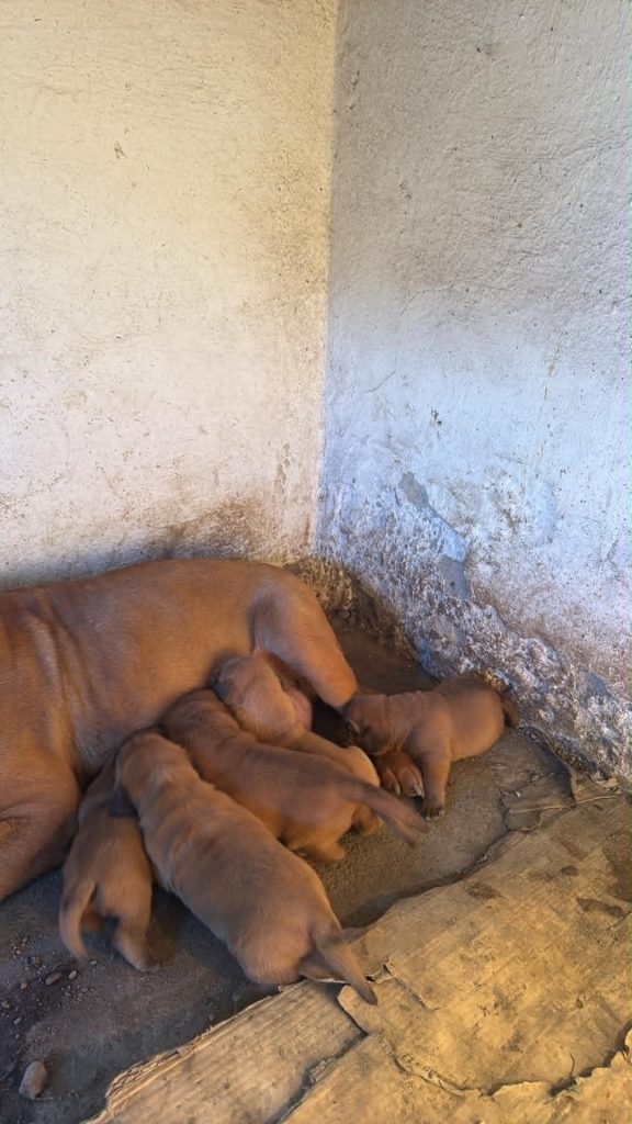 Dogue de Bordeaux cuccioli