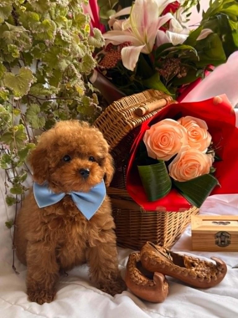 Bellissimi cuccioli di Barboncino Toy e Nano