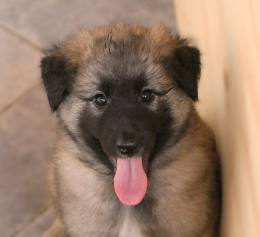 CUCCIOLO PASTORE BELGA TERVUEREN CON PEDIGREE ENCI