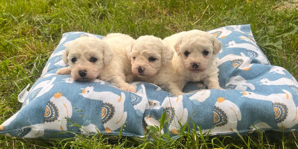 Cuccioli di bolognese