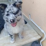 Cuccioli di pastore Apuano