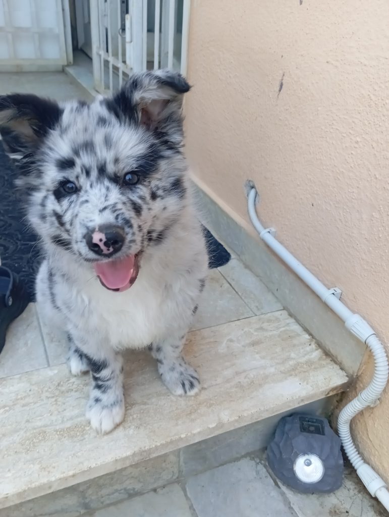 Cuccioli di pastore Apuano