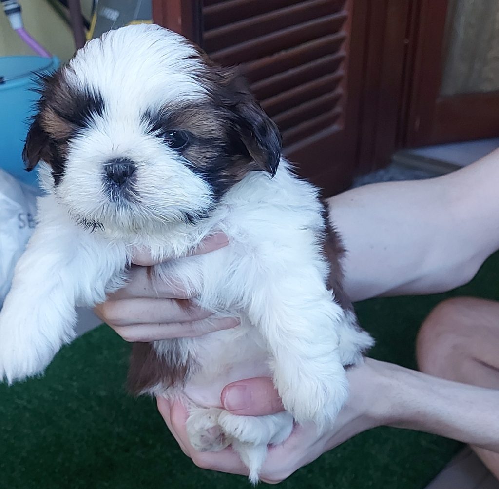 Cuccioli di shitzu