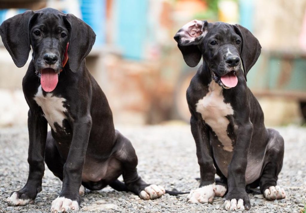 Cucciolo alano pagamento personalizzato