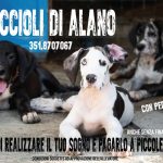 Cucciolo alano pagamento personalizzato