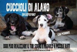 Cucciolo alano pagamento personalizzato