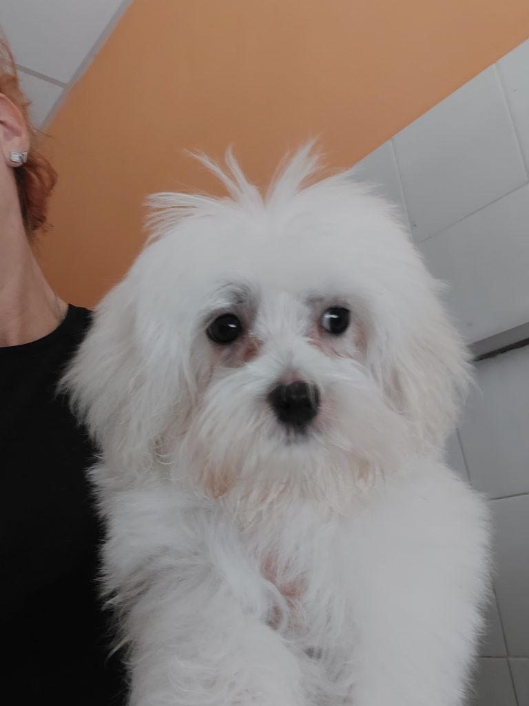 Maltese piccolissimo