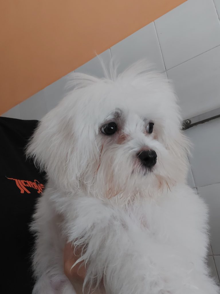 Maltese piccolissimo