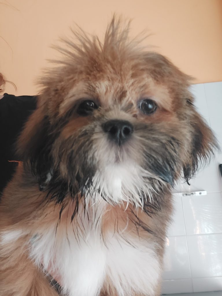 Lhasa apso