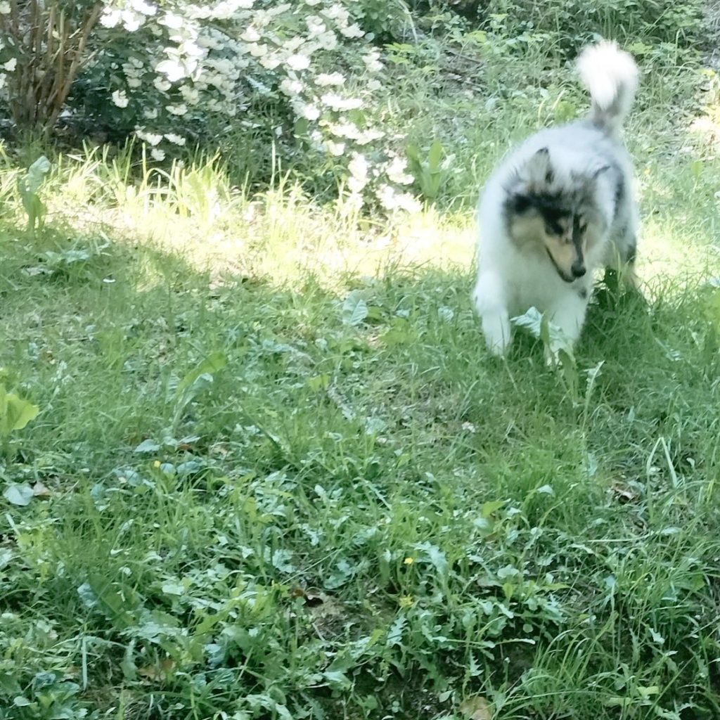 Cucciolo di Collie bleu merle