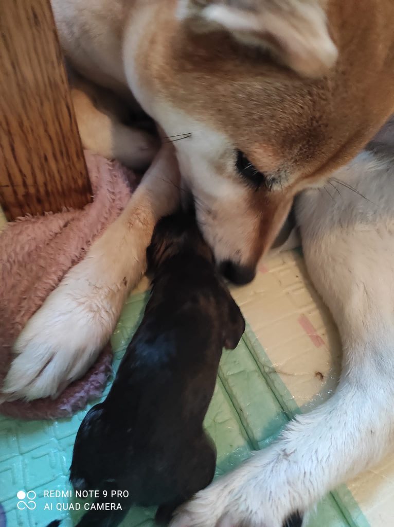 Shiba Inu Milano