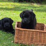 CUCCIOLI LABRADOR RETRIEVER