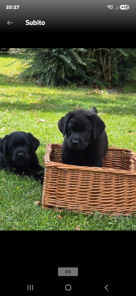 CUCCIOLI LABRADOR RETRIEVER