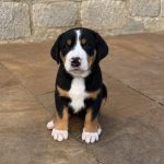CUCCIOLI DI GRANDE BOVARO SVIZZERO