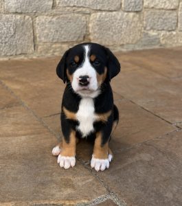 CUCCIOLI DI GRANDE BOVARO SVIZZERO