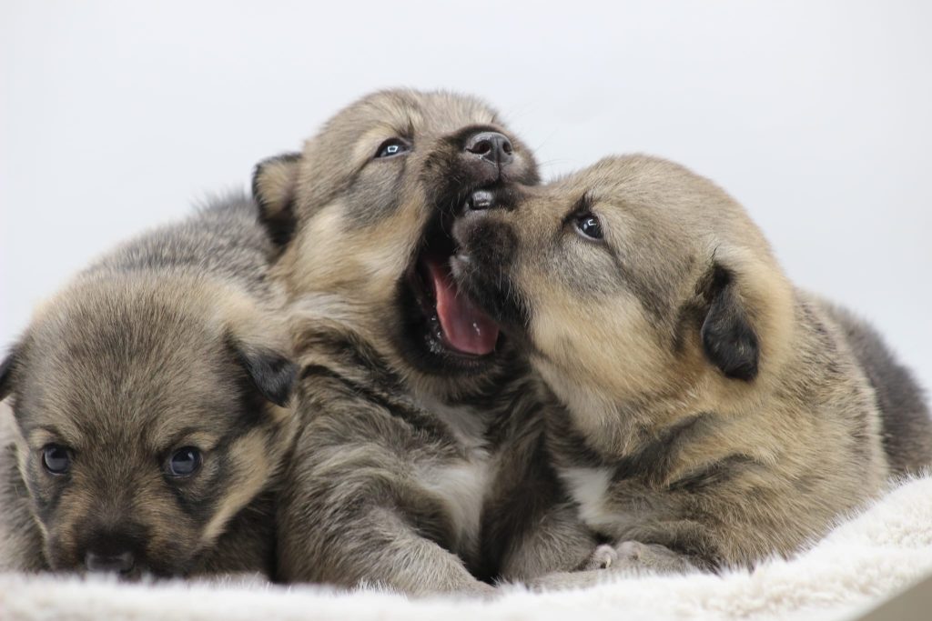 DISPONIBILE UNA CUCCIOLA DI VÄSTGÖTASPETS IL CANE DEI VICHINGHI