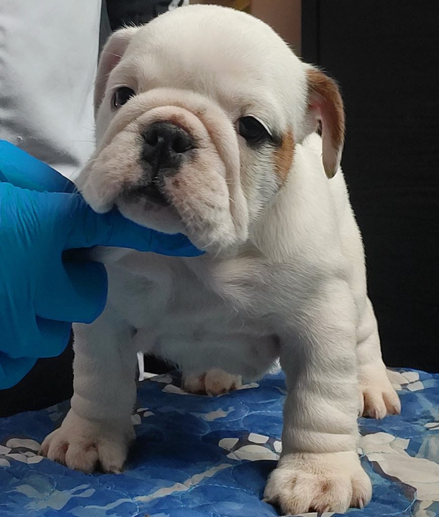 CUCCIOLA BULLDOG INGLESE