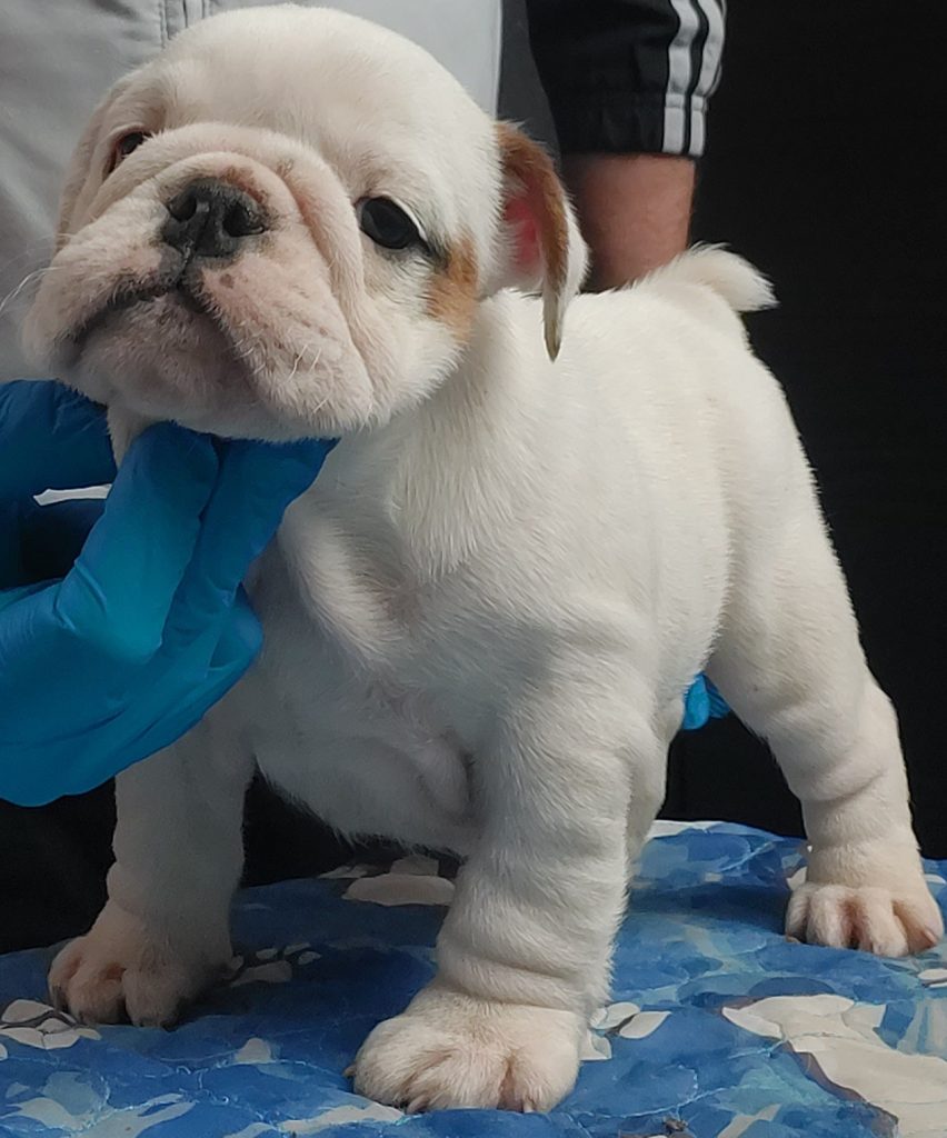 CUCCIOLA BULLDOG INGLESE