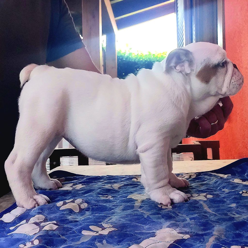 CUCCIOLA BULLDOG INGLESE