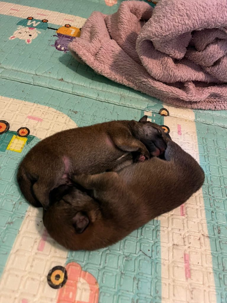 Shiba Inu Milano