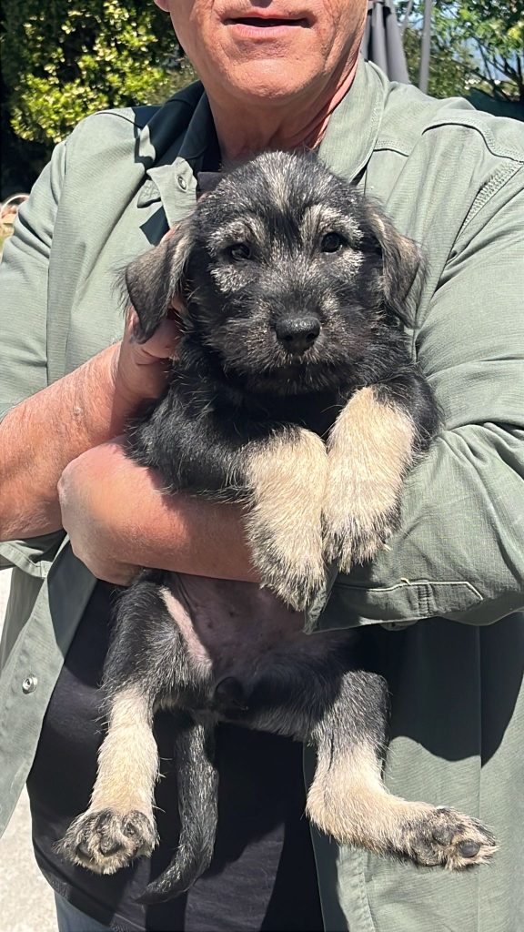 Cucciole schnauzer medio pepe e sale