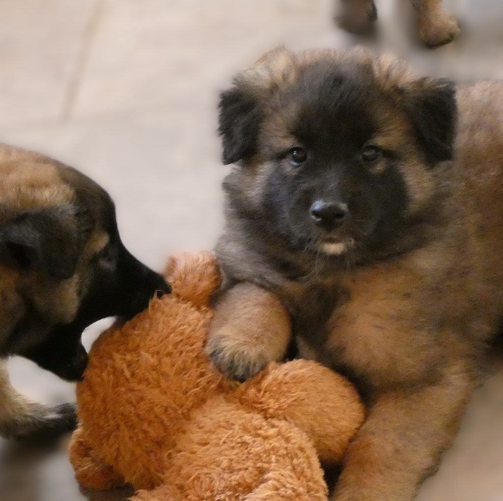 CUCCIOLO PASTORE BELGA TERVUEREN CON PEDIGREE ENCI