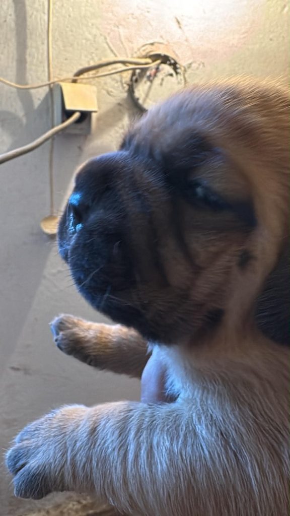 Dogue de Bordeaux cuccioli