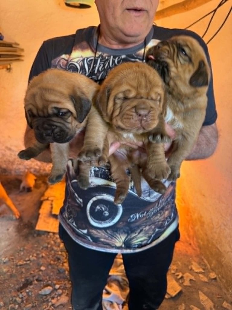 Dogue de Bordeaux cuccioli