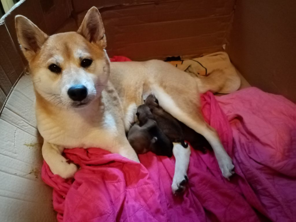 Shiba Inu Milano