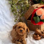 Bellissimi cuccioli di Barboncino Toy e Nano