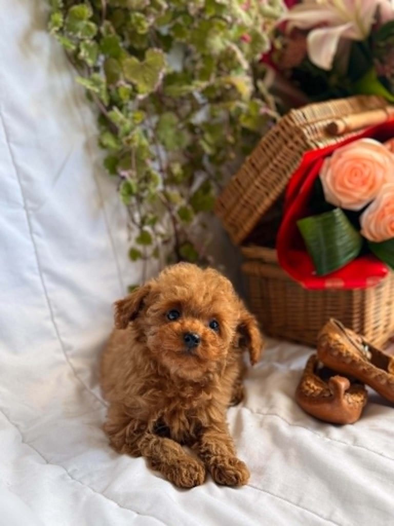 Bellissimi cuccioli di Barboncino Toy e Nano