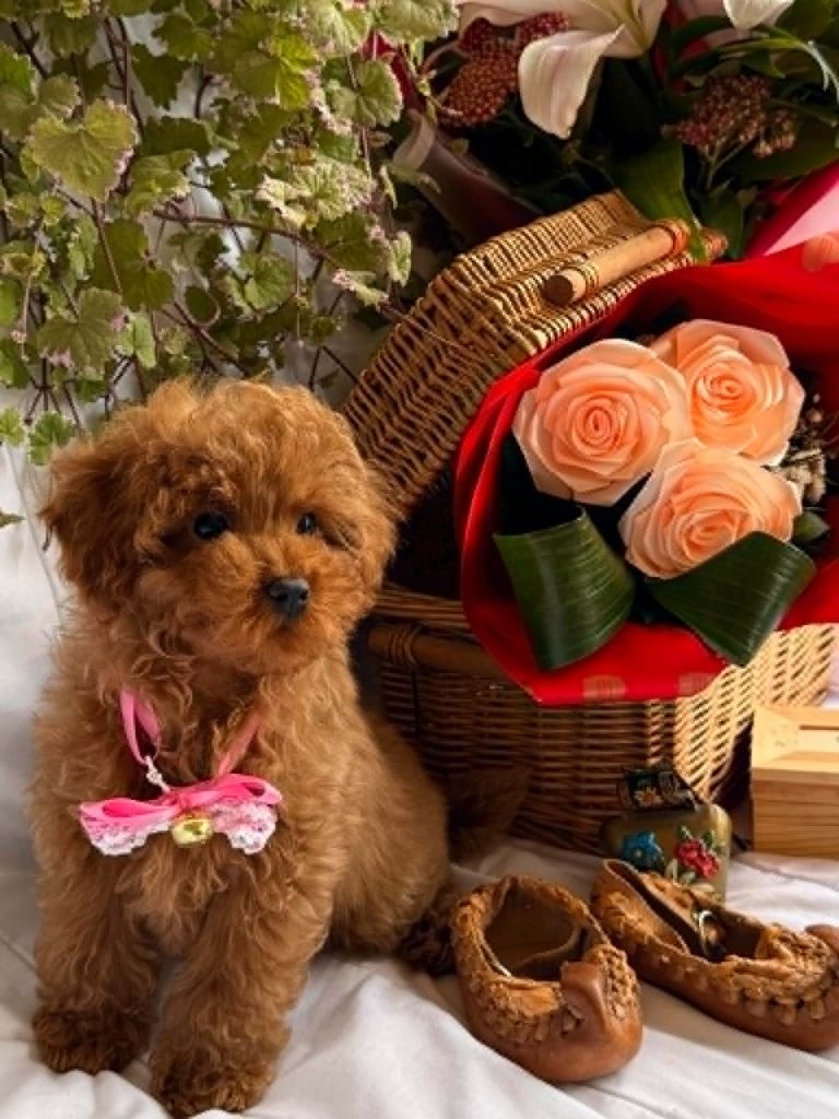 Bellissimi cuccioli di Barboncino Toy e Nano