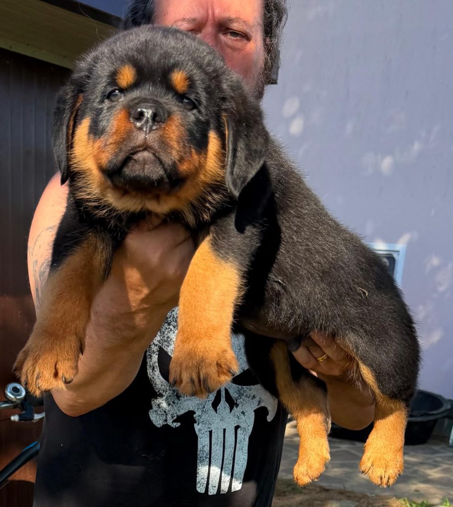Maschio e femmina Rottweiler con pedigree