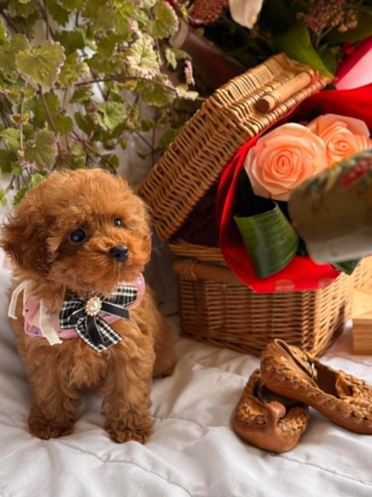 Bellissimi cuccioli di Barboncino Toy e Nano