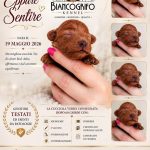 Barboncino toy fulvo