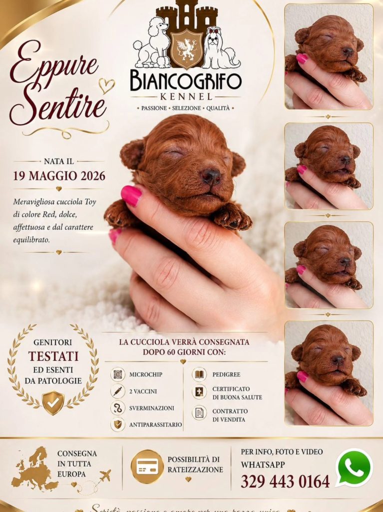 Barboncino toy fulvo