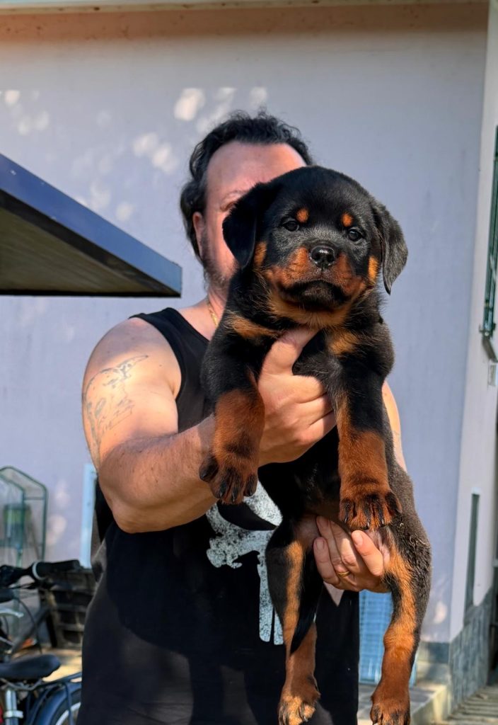 Maschio e femmina Rottweiler con pedigree