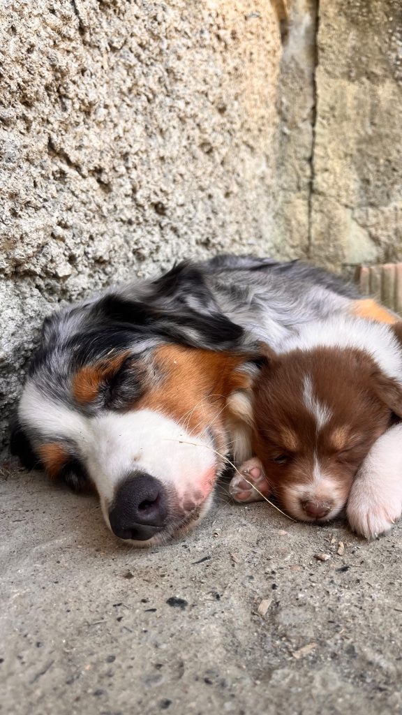 Cuccioli di pastore australiano